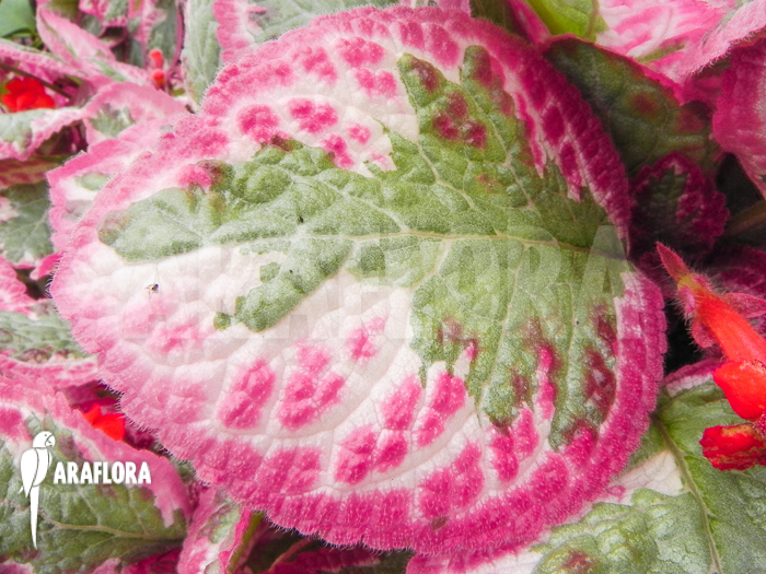 Episcia cupreata Cleopatra