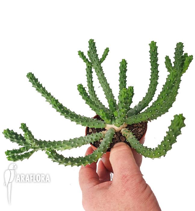 Euphorbia inermis
