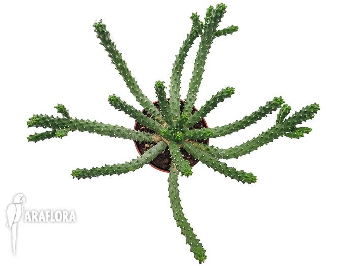 Euphorbia inermis