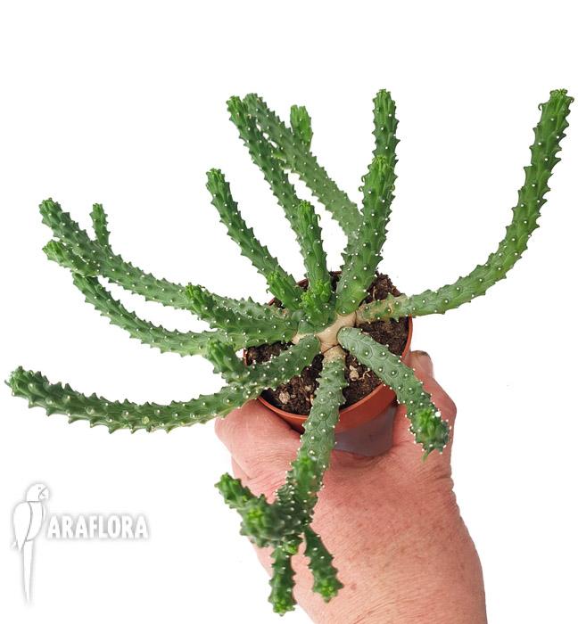 Euphorbia inermis