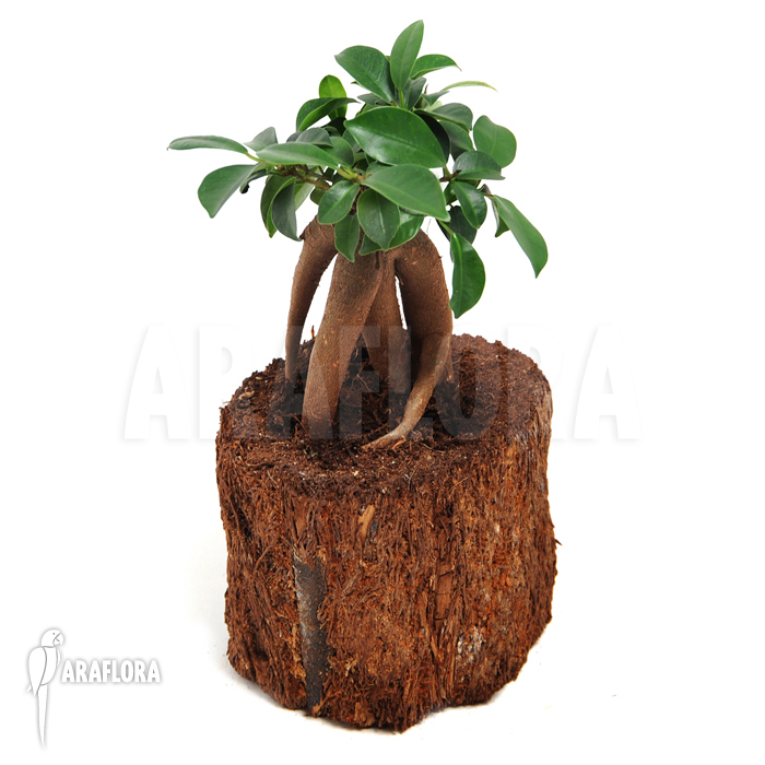 Ficus-microcarpa_Ginseng_(S)-2
