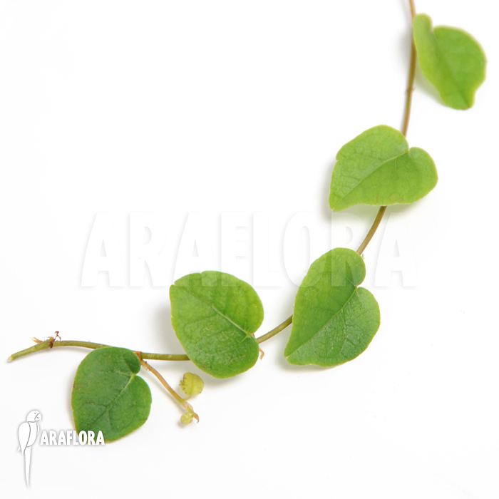 Ficus pumila ‘S’