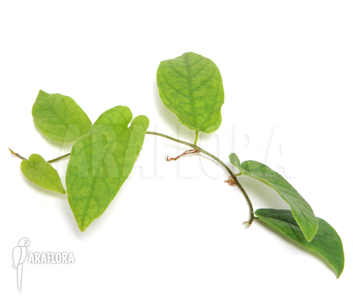 Ficus sagittata ‘S’