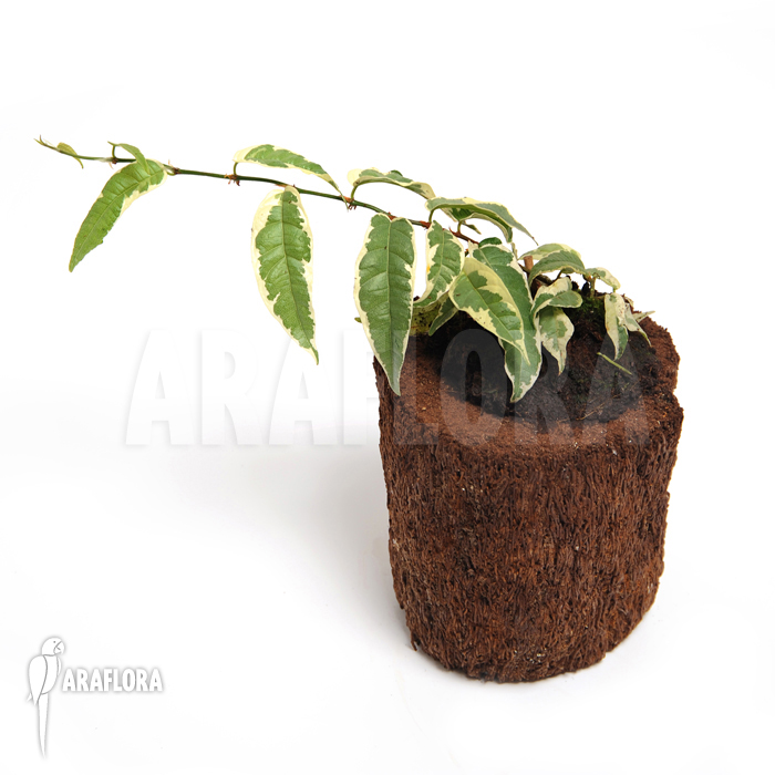 Ficus-sagittata-Variagated-3