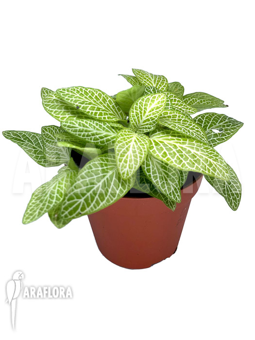 Fittonia ‘joly lemon’