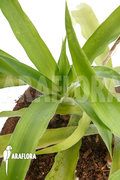 Fosterella penduliflora