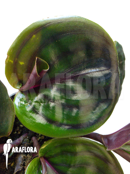 Geogenanthus ciliatus