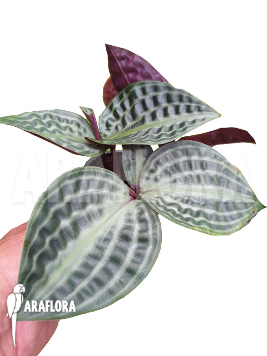 Geogenanthus poeppigii