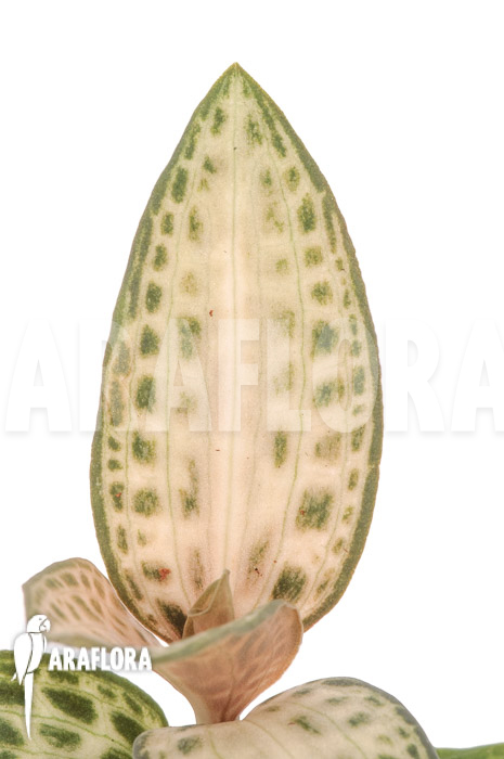 Goodyera schlechtendaliana var ‘Nishikiran Japan’