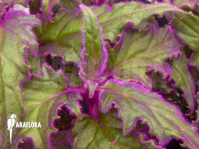 Gynura aurantiaca ‘L’