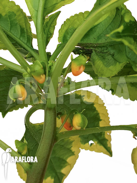 Impatiens niamniamensis variegata