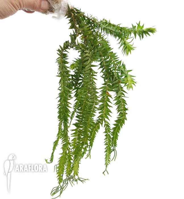 Lycopodium phlegmaria