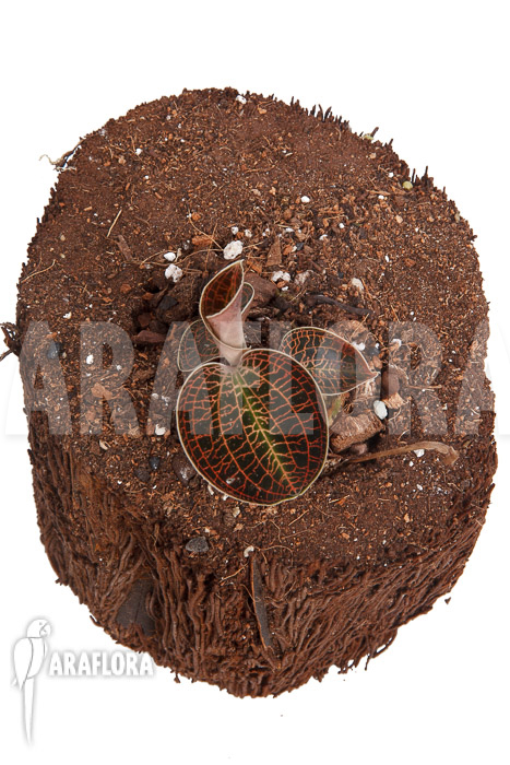 Macodes sanderiana x limii