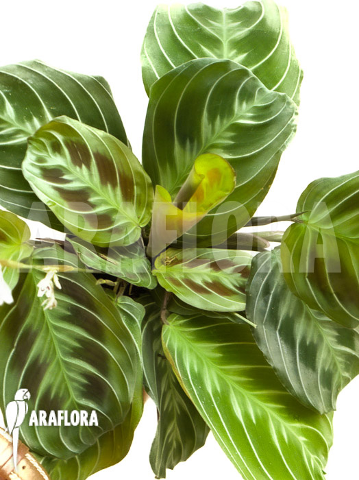 Maranta leuconeura var ‘Dark’