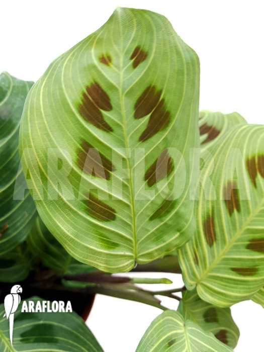 Maranta leuconeura var ‘Fantasy’