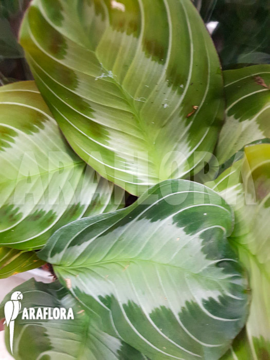 Maranta leuconeura var ‘Grey’