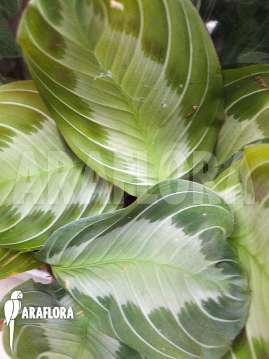 Maranta leuconeura var ‘Grey’