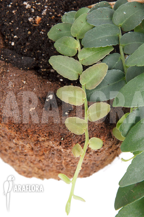 Marcgravia species ‘Colombia’