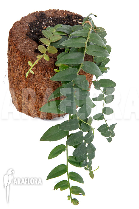 Marcgravia species ‘Colombia’