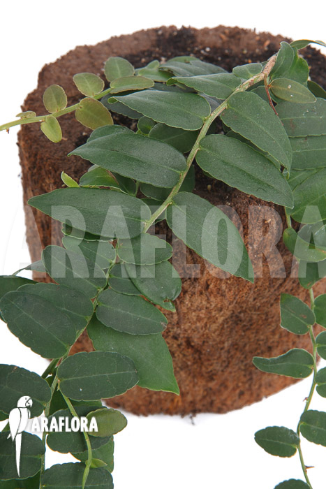 Marcgravia species ‘Colombia’