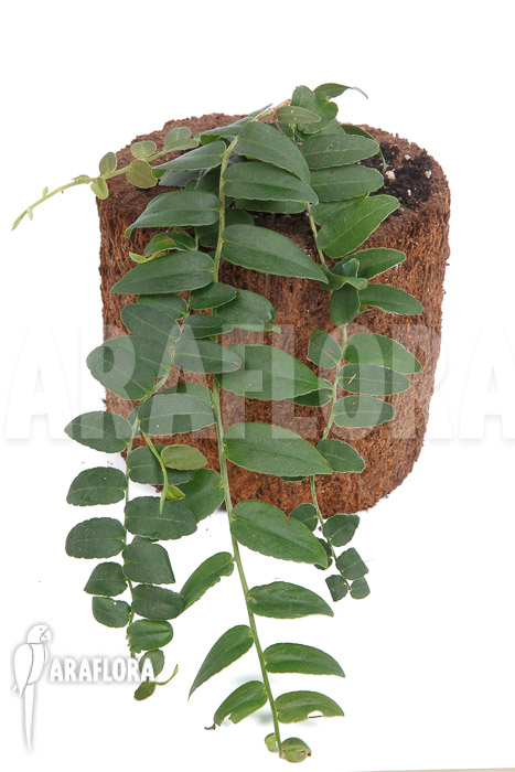 Marcgravia species ‘Colombia’