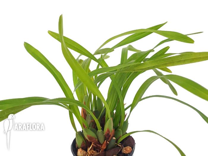Maxillaria variabilis1