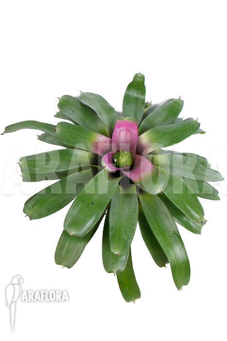 Neoregelia-concentrica-3