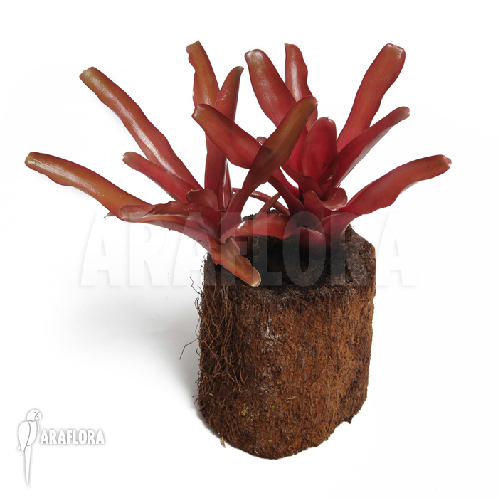 Neoregelia-schultesiana_Fireball_(S)-2