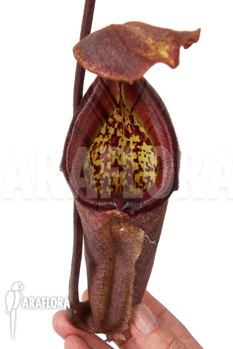 Nepenthes maxima dark x truncata