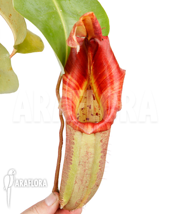 Nepenthes veitchi x robcantlyi