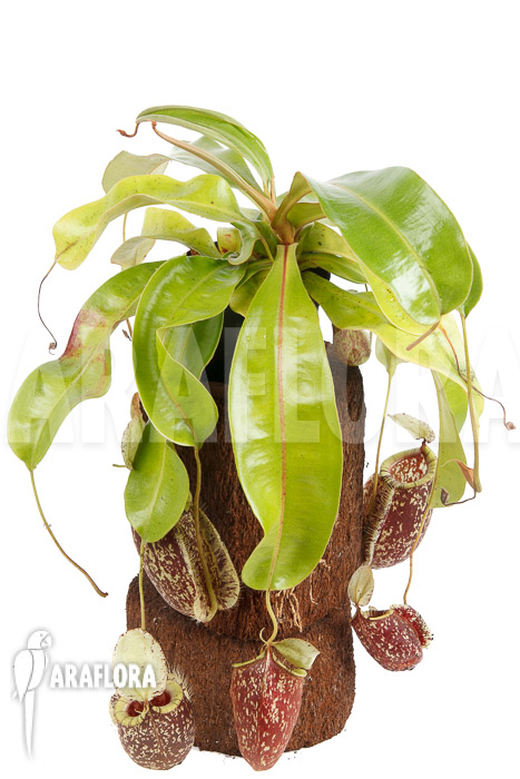 Nepenthes x hookeriana ‘Dark’ (rafflesianum x ampularia) ‘XL’