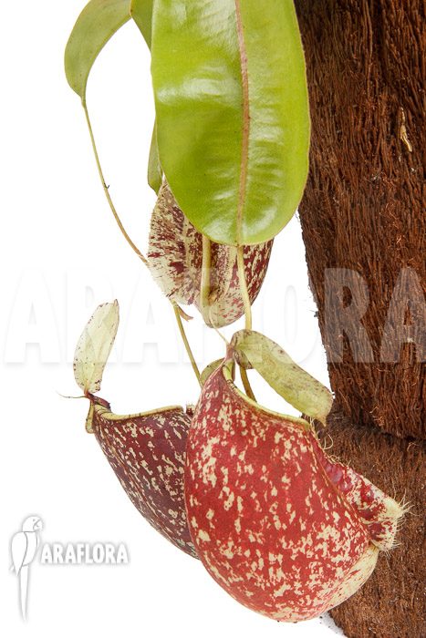 Nepenthes x hookeriana ‘Dark’ (rafflesianum x ampularia) ‘XL’
