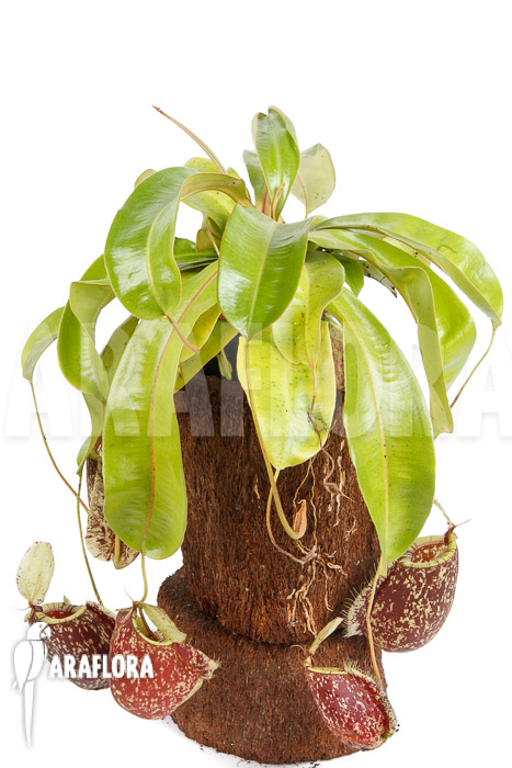 Nepenthes x hookeriana ‘Dark’ (rafflesianum x ampularia) ‘XL’