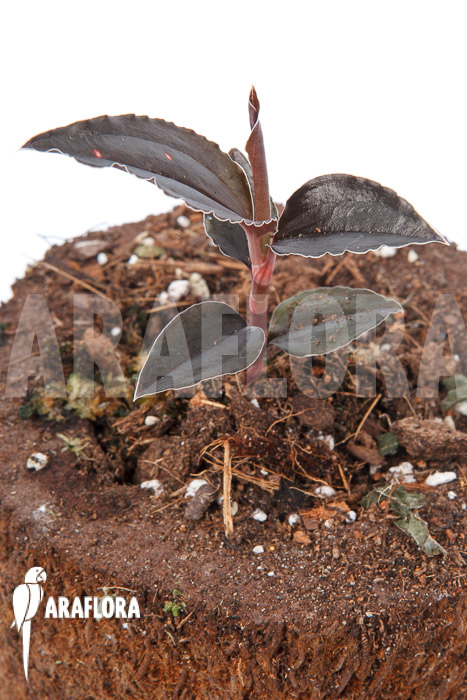 Odonchilus-elwesii-5