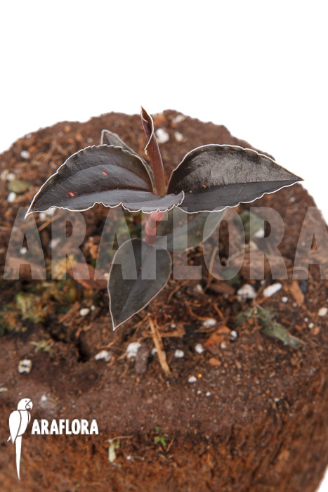 Odonchilus-elwesii-6