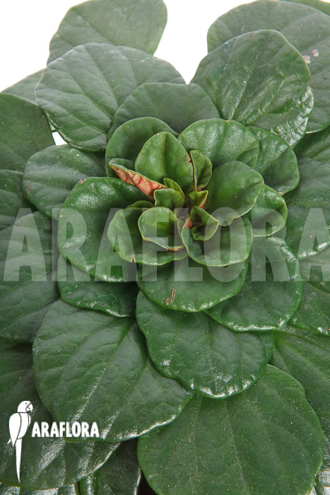 Peperomia fraseri