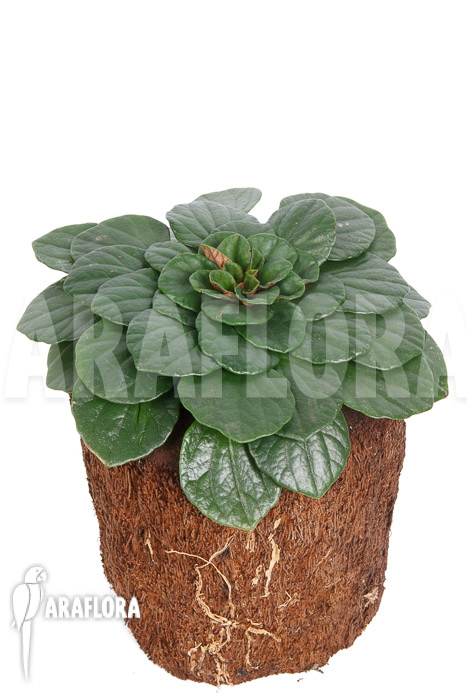 Peperomia fraseri