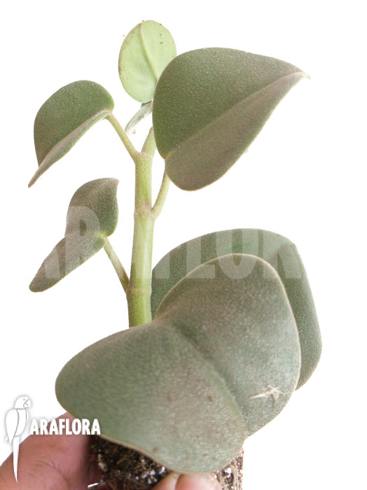 Peperomia hovaria ‘Starter’