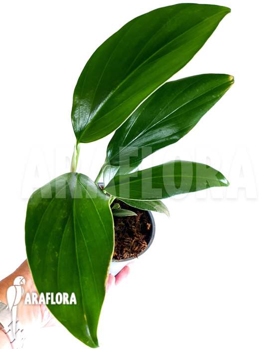 Philodendron ‘Kylin tail’