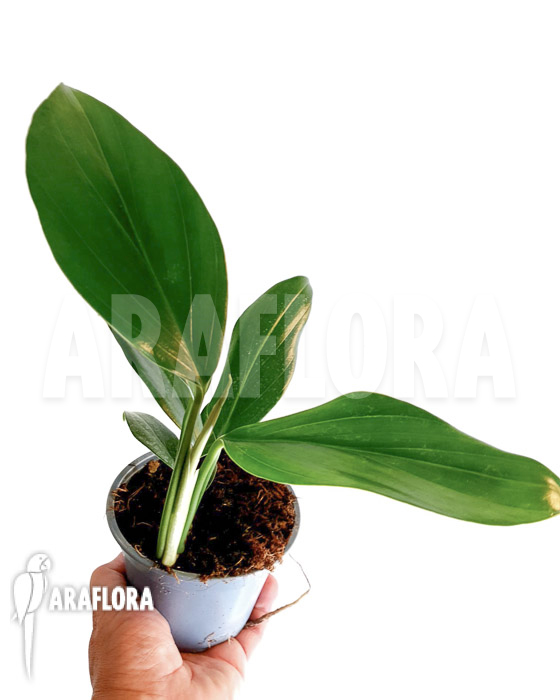 Philodendron ‘Kylin tail’