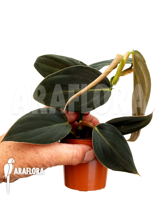 Philodendron gigas ‘starter’