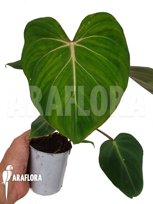 Philodendron gloriosum Type C ‘starter’