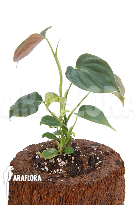 Philodendron lupinum