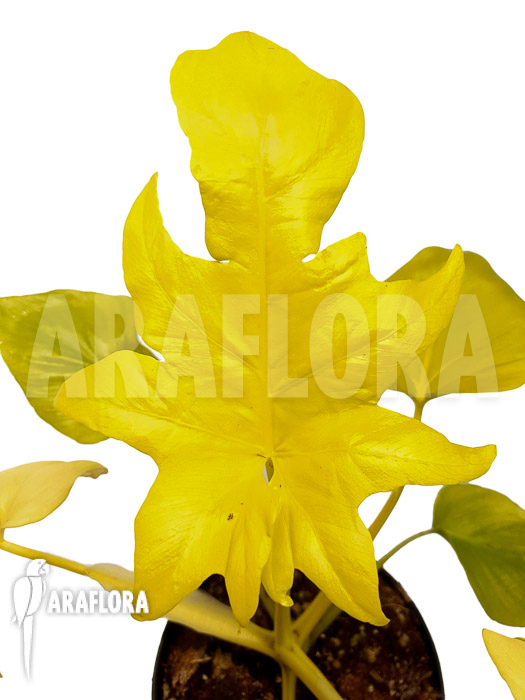 Philodendron selloum yellow ‘starter’