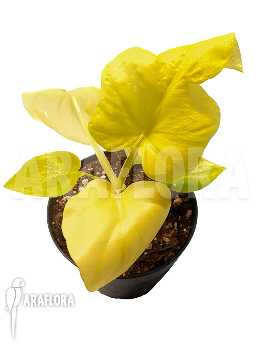 Philodendron selloum yellow ‘starter’