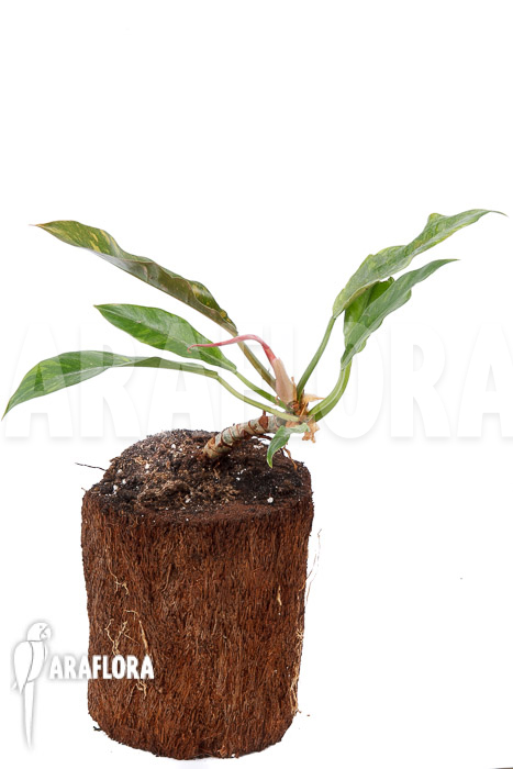 Philodendron x ‘caramel marble pink’