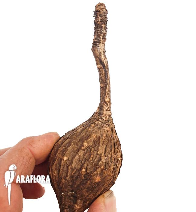 Phylanthus mirabilis ‘starter’