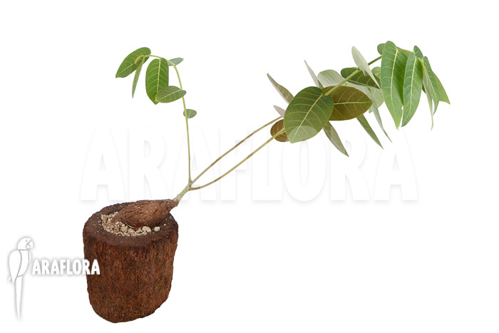 Phyllanthus mirabilis S