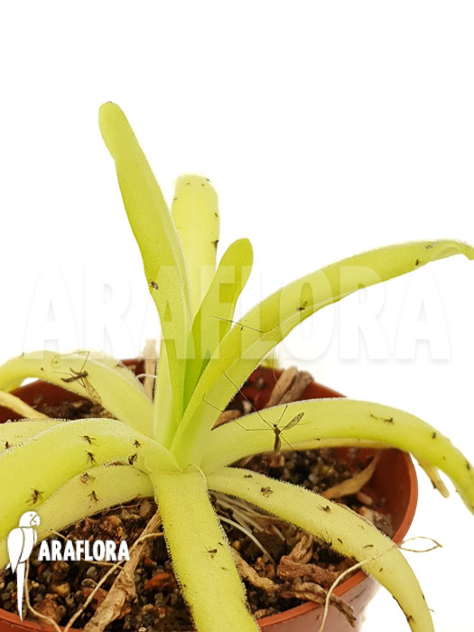 Pinguicula gigantea x moctezumae