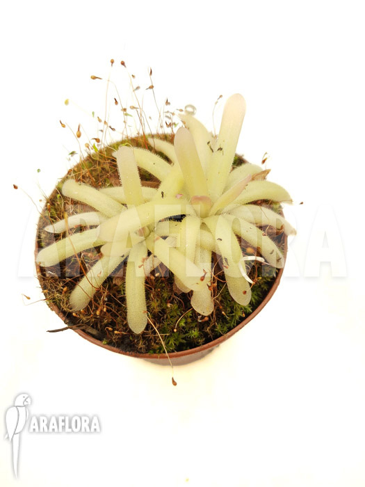 Pinguicula gigantea x moctezumae
